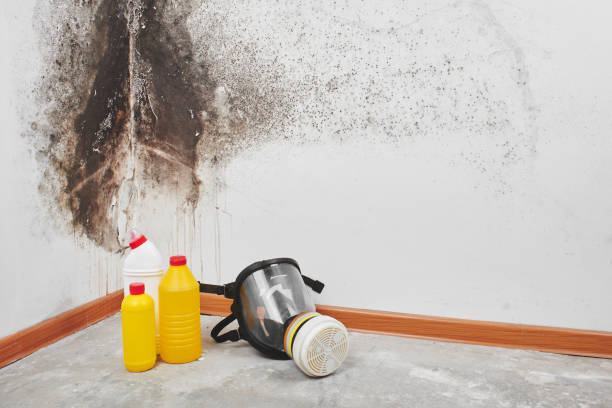 Best Best Mold Removal Companies  in Mission, TX