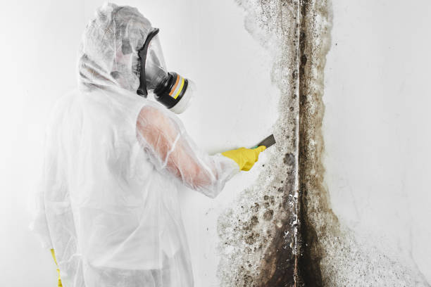 Best Best Mold Removal Companies  in Mission, TX