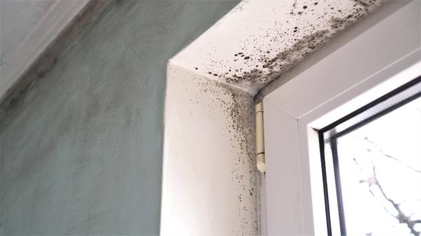 Best Toxic Mold Removal  in Mission, TX