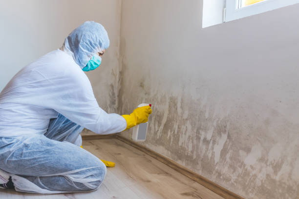 Professional Mold Removal in Mission, TX