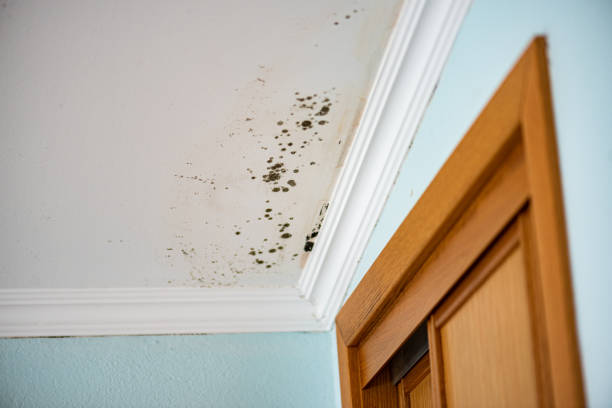 Mission, TX Mold Removal Company