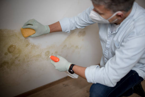 Best Mold Cleaning Services  in Mission, TX