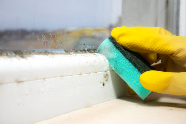 Best Local Mold Removal Service  in Mission, TX