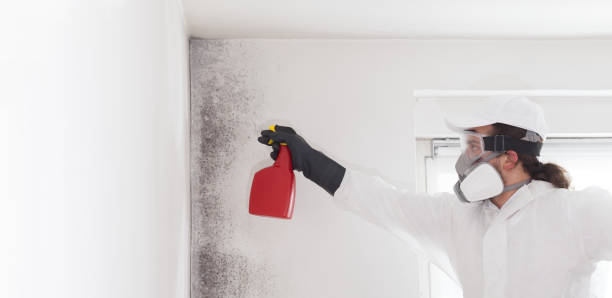 Best Mold Testing  in Mission, TX