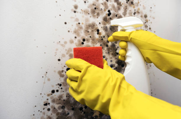 Best Mold Removal Specialists  in Mission, TX