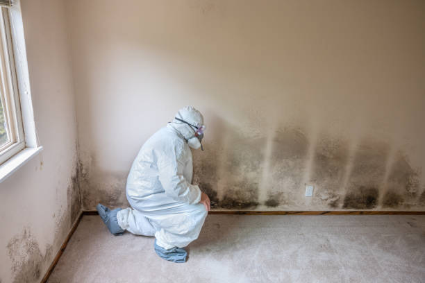 Best Attic Mold Removal  in Mission, TX