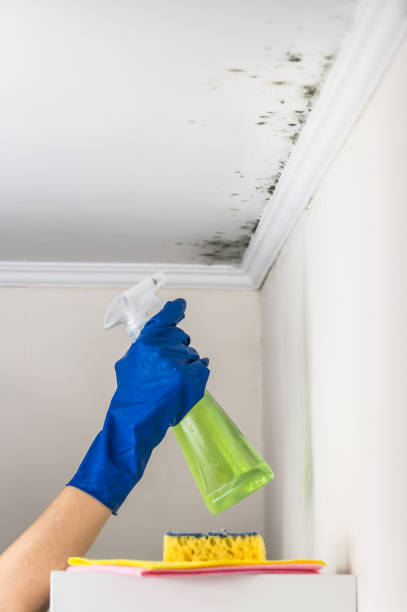 Best Mold Removal Specialists  in Mission, TX